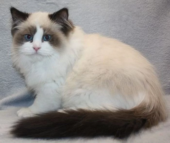 RAGDOLL koťátka