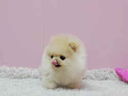 Německý špic trpasličí (pomeranian)
