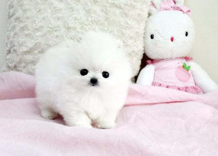 Německý špic trpasličí (pomeranian)