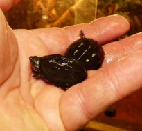 Klapavka obecná (Sternotherus odoratus) vlastní odchov