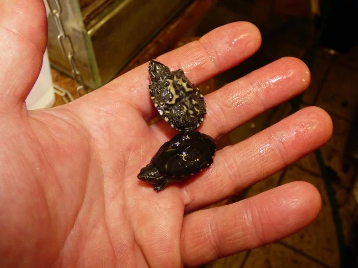 Klapavka obecná (Sternotherus odoratus) vlastní odchov