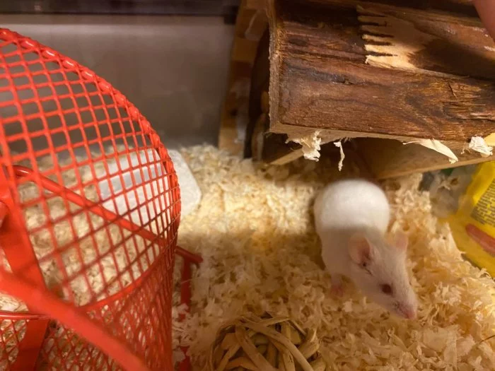 Laboratorní myš, klec a vše potřebné