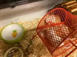 Laboratorní myš, klec a vše potřebné