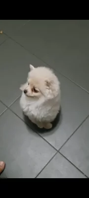 Štěně Pomeranian creme 3.5 měsíce