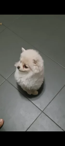Štěně Pomeranian creme 3.5 měsíce