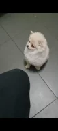 Štěně Pomeranian creme 3.5 měsíce