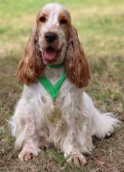 Štěňátka anglického kokršpaněla s PP - modrý bělouš