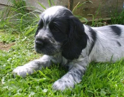 Štěňátka anglického kokršpaněla s PP - modrý bělouš