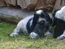 Štěňátka anglického kokršpaněla s PP - modrý bělouš