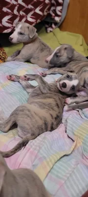 Štěňátka whippeta