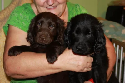 FLAT COATED RETRIEVER