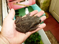 Ropucha obrovská (Rhinella marina)