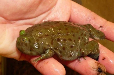 Bezrohatka bojovná (Lepidobatrachus laevis)