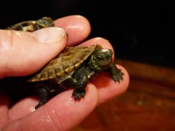 Želva trojkýlná (Mauremys reevesii)