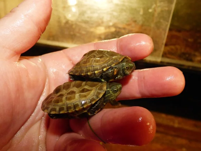 Želva trojkýlná (Mauremys reevesii)