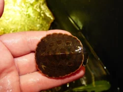 Krátkokrčka červenobřichá (Emydura subglobosa) vlatní odchov