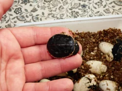 Krátkokrčka červenobřichá (Emydura subglobosa) vlatní odchov