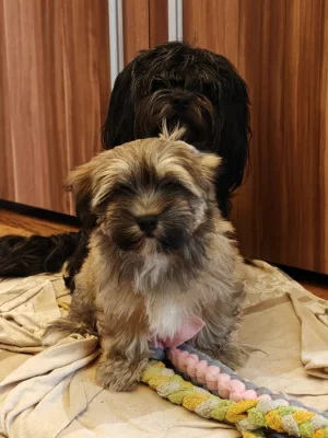 Havanský psík - štěně s PP