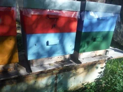 Prodám: Včelí úly nové nebo i se včelstvy,