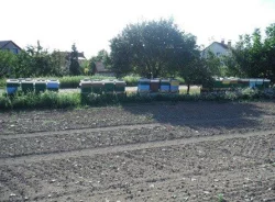 Prodám: Včelí úly nové nebo i se včelstvy,