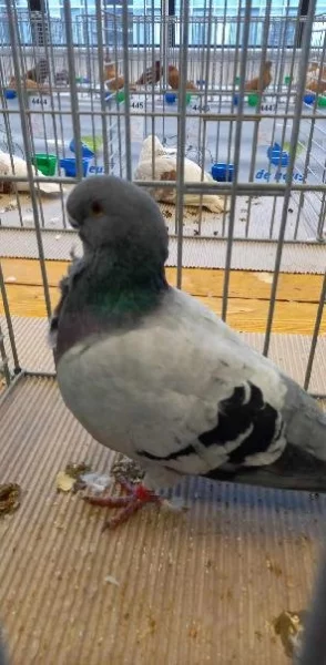 AFRICKÝ RACEK