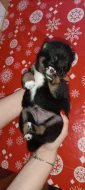 Shiba-inu štěňátka
