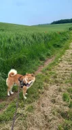 Shiba-inu štěňátka