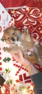 Shiba-inu štěňátka
