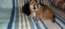 Shiba-inu štěňátka