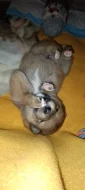Shiba-inu štěňátka