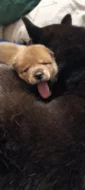 Shiba-inu štěňátka