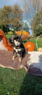 Shiba-inu štěňátka