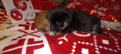Shiba-inu štěňátka