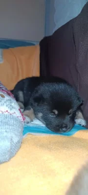 Shiba-inu štěňátka