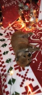 Shiba-inu štěňátka