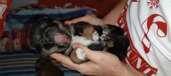 Shiba-inu štěňátka