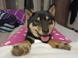 Shiba-inu štěňátka