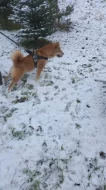 Shiba-inu štěňátka