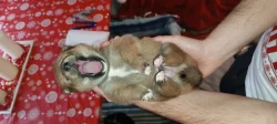 Shiba-inu štěňátka