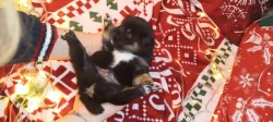Shiba-inu štěňátka