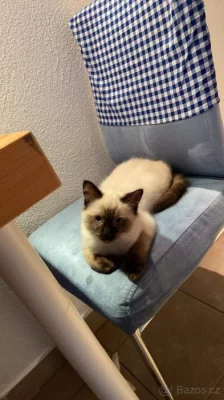 Spěchá Kocourek Ragdoll bez pp