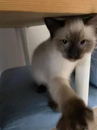 Spěchá Kocourek Ragdoll bez pp