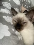 Spěchá Kocourek Ragdoll bez pp