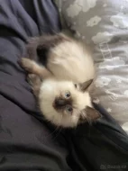 Spěchá Kocourek Ragdoll bez pp