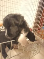 Samojed x Briard
