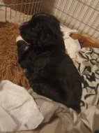 Samojed x Briard