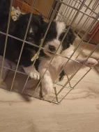 Samojed x Briard