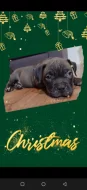 American Bully xl,6 týdnů