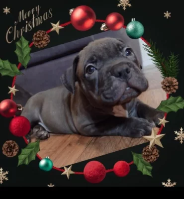 American Bully xl,6 týdnů