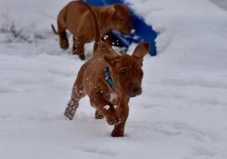 Rhodéský ridgeback - štěňata
